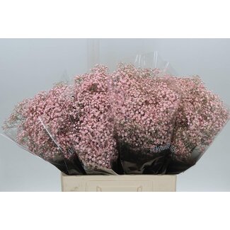 Freshy Gypsophila Baby's breath “Million” Colour-treated | Colour: Light Pink | Length ± 60 centimeter | Per 25 stems fresh flowers