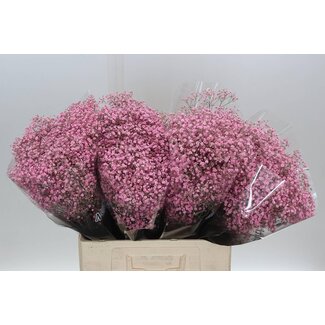 Freshy Gypsophila Baby's breath “Million” Colour-treated | Colour: Pink | Length ± 60 centimetre | Per 25 stems fresh flowers