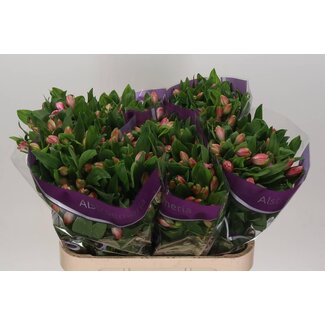 Freshy Alstroemeria Incalelie “Panorama” | Couleur: Rose | Longueur ± 75 centimeter | Par 10 tiges fleurs fraîches