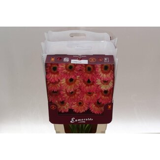 Freshy Large-flowered Gerbera Aqua “Hippie Chic” | Colour: Yellow Pink | Length ± 45 centimetre | Per 15 fresh flowers