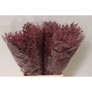 Freshy Eucalyptus Parvifolia Coloured “Pink Short” | Colour: Cherry-coloured | Length ± 50 centimeter | Per 5 bunches