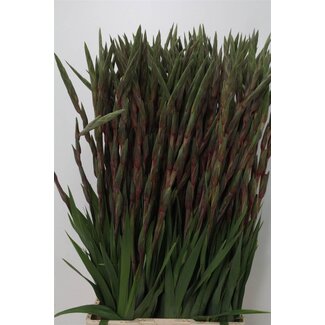 Freshy Großblütige Gladiole “Fairytale Pink” | Farbe: Rosa | Länge ± 110 centimeter | Pro 10 Stiele frische Blumen