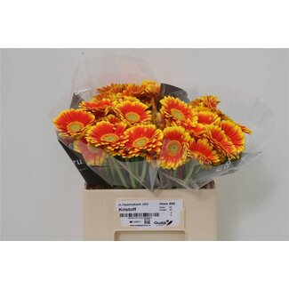 Freshy Germini Aqua “Kristoff” | Colour: Red Yellow | Length ± 50 centimeter | Per 20 fresh flowers