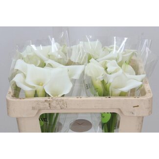 Freshy Zantedeschia Calla “Crystal Blush” | Colour: White | Length ± 50 centimetre | Per 10 fresh flowers