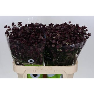 Freshy Astrantia Zeeland Button “Star of Love” | Colour: Red | Length ± 70 centimetre | Per 25 stems fresh flowers