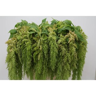 Freshy Amaranthus Caudatus Queue de chat “Green Spider” | Couleur: Vert | Longueur ± 80 centimeter | Par 10 tiges de fleurs fraîches