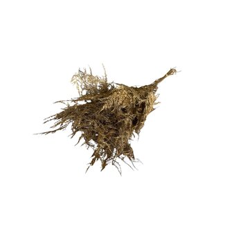 Casa Alegria Gepreserveerde Asparagus | Kleur: Goudkleurig | Lengte ± 65 centimeter | Gewicht 150 gram | Per bos