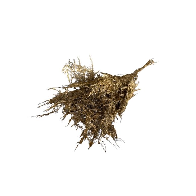 Goldfarben konservierter Spargel | Länge ± 65 centimeter | Gewicht 150 gram | Pro Bund