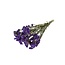 Gedroogde Statice Sinuata | Kleur: Paars | Statice Droogbloemen | Lengte ± 70 centimeter | Gewicht 100 gram | Per bos