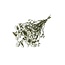 Natural White Dried Statice Sinuata | Statice Dried Flowers | Length ± 70 centimetre | Weight 100 gram | Per bunch