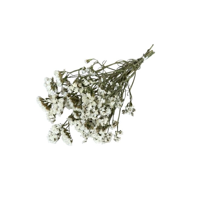 Natural White Dried Statice Sinuata | Statice Dried Flowers | Length ± 70 centimetre | Weight 100 gram | Per bunch