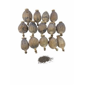 POPPY POWER Dried Poppy Pods XL - Harvest 2026