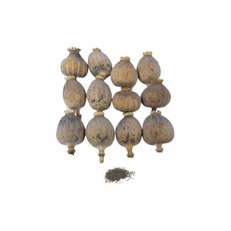 POPPY POWER Capsules de Pavot Séchées XXL - Récolte 2026