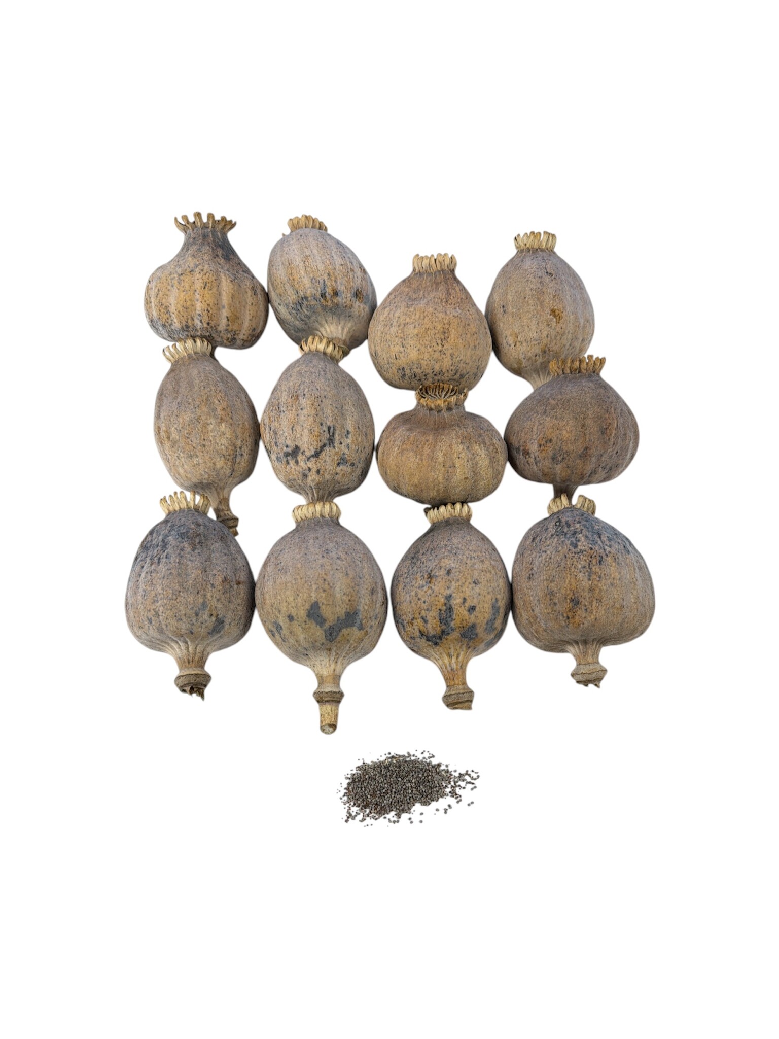 can you smoke poppy pods Dried XXL (5.5-7.5cm) Flavor:Mango Peach Apricot dose Geek Bar Pulse X