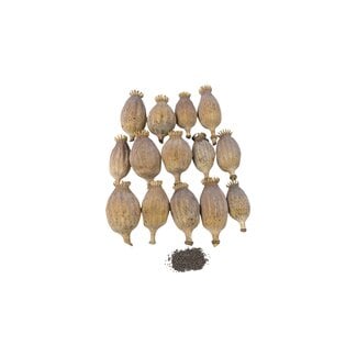 POPPY POWER Capsules de Pavot Séchées M - Récolte 2026
