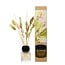 Bergamot Blossom Fragrance Sticks with Dried Flowers | Bergamot Blossom | Contents 50 milliliter | Per bottle