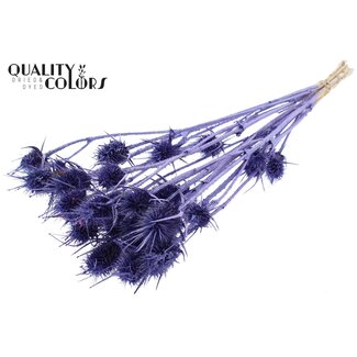 QC Metallic Purple Dried Thistles | Cardistella Dried Flowers | Length ± 55 centimetre | 10 stems per bunch | Per bunch