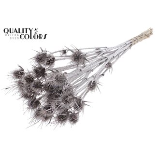 QC Champagne Dried Thistles | Cardistella Dried Flowers | Length ± 55 centimetre | 10 stems per bunch | Per bunch