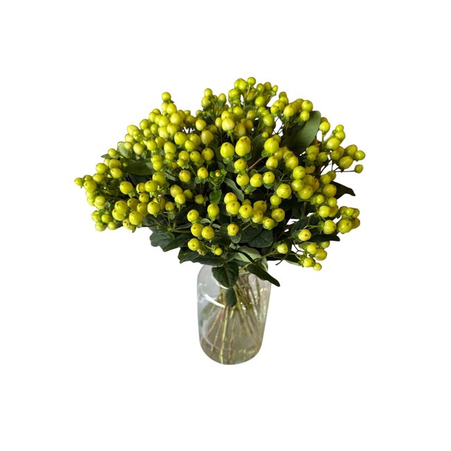 Fresh lime-green Hypericum “Smiley Romance” | Fresh Flowers | Length ± 50 centimeter | 25 stems per bunch | Per bunch