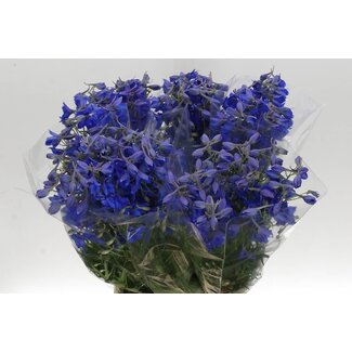 Freshy Delphinium En Volkerfried