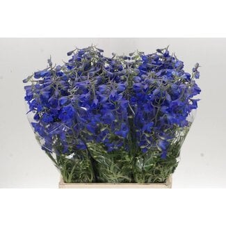 Freshy Delphinium En Volkerfried