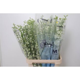 Freshy Delphinium El Guard White