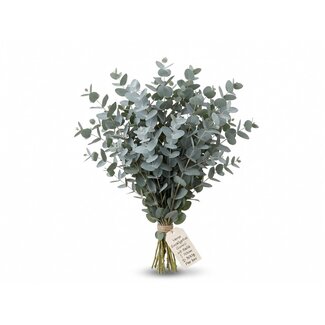 Freshy Frischer Eucalyptus Gunnii aus Italien | Farbe: Natürlich Grün | Frische Blumen | Länge ± 70 centimeter | Gewicht ± 300 gram | Pro Bund