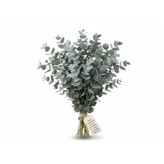 Freshy Verse Eucalyptus Gunnii uit Italië | Kleur: Natuurlijk Groen | Verse Bloemen | Lengte ± 70 centimeter | Gewicht ± 300 gram | Per bos