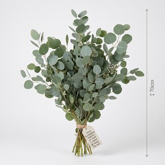 Freshy Fresh Eucalyptus Populus from Italy | Colour: Natural Green | Fresh Flowers | Length ± 70 centimeter | Weight ± 300 gram | Per bunch