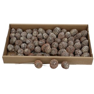 4A Muirii Piques pour pommes de pin | Couleur: Brun Gris | Par 60 pommes de pin