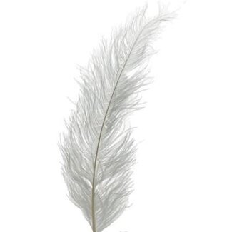4A Straußfedern | Farbe: Naturweiß | Länge ± 55 centimeter | Pro 5 Federn