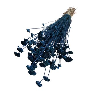 Dutch Dried Dried Lona | Colour: Dark blue | Lonas Annua Dried flowers | Length ± 55 centimeter | Weight 100 gram | Per bunch