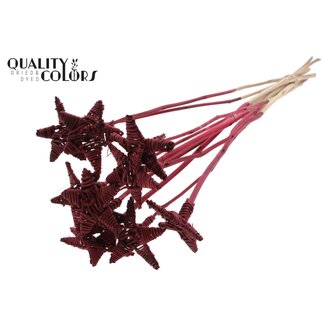 QC Rotan Lata Ster Bijsteker | Kleur: Bordeauxrood | Lata Star Platte Bijsteker | Lengte ± 50 centimeter | Per 10 bijstekers