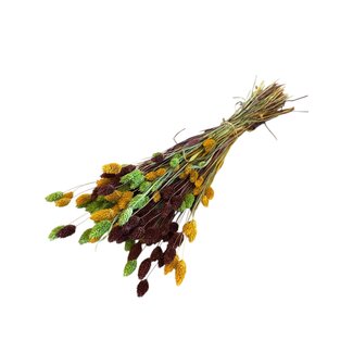 Casa Alegria Phalaris Bouquet “Autumn” | Colour: Mixed Colours | Length ± 65 centimetre | Weight 150 gram | Per bouquet