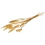 Gold-coloured Cane Cone palm spirals | Length ± 65 centimetres | Per 10 stems