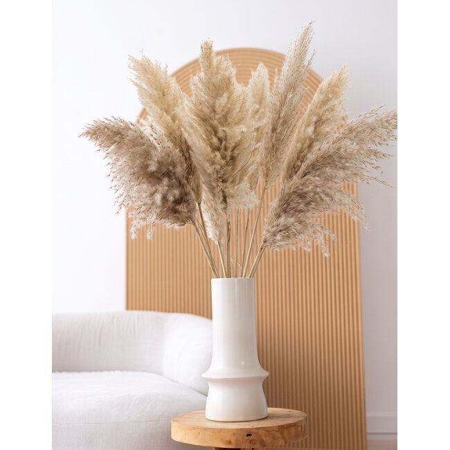 Naturel gedroogde Fluffy Pampas pluimen | Lengte ± 100 centimeter | Per 5 takken