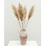 Naturally dried Fluffy Pampas plumes | Length ± 100 centimetres | Per 5 stems