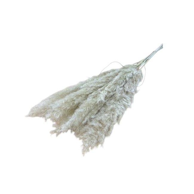 Naturally dried Fluffy Pampas plumes | Length ± 100 centimetres | Per 5 stems