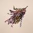 Herfstmix Eucalyptus Cinerea | Gepreserveerd | Lengte ± 65 centimeter | Gewicht ± 150 gram