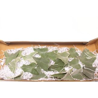 Freshy Kalanchoe Blad