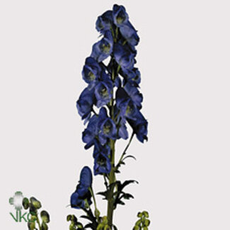 Freshy Aconitum Car Arendsii