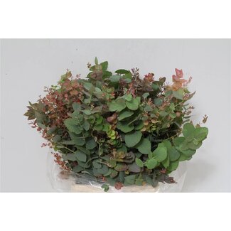 Freshy Eucalyptus Stuart Nature 150gr Short (p. bos)