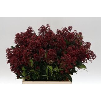 Freshy Skimmia Jap Rubella (p. bos)