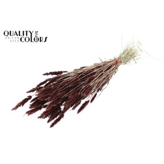 QC Dried Polypogon Monspeliensis | Colour: Brown | Beard grass dried flowers | Length ± 50 centimetre | Per bunch