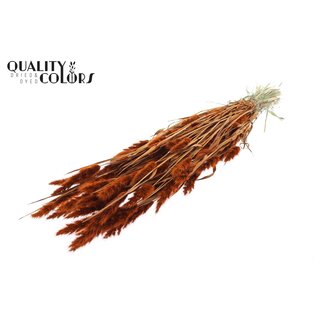 QC Séché Polypogon Monspeliensis | Couleur: Terracotta | Herbe barbue Fleurs séchées | Longueur ± 50 centimeter | Par bouquet