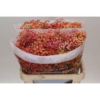 Freshy Gypsophila Gipskruid “Autumn” Kleurbehandeld | Kleur: Gemengde Kleuren | Lengte ± 75 centimeter | Per 25 stelen