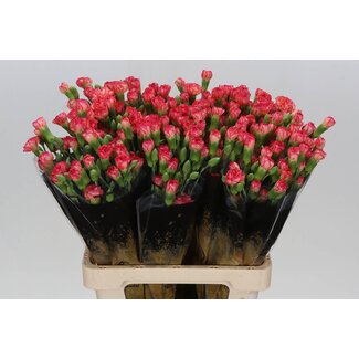 Freshy Trosanjer “Linaria” | Kleur: Gemengde Kleuren | Lengte ± 60 centimeter | Per 25 stelen