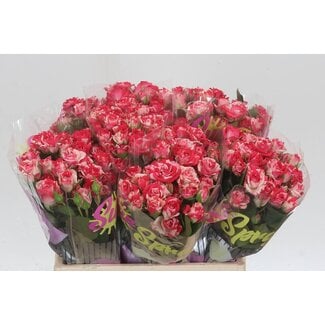 Freshy Trosrozen “Fireworks” | Kleur: Wit Roze | Lengte ± 40 centimeter | Per 10 verse rozen