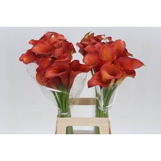 Freshy Zantedeschia Capt Odeon