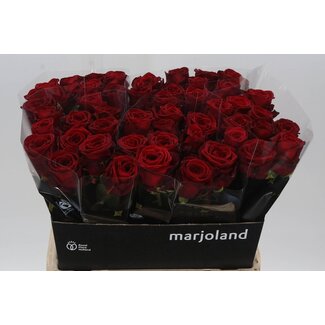 Freshy Rosa Red Naomi X L
